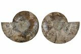 Cut & Polished, Agatized Ammonite Fossil - Madagascar #213036-1